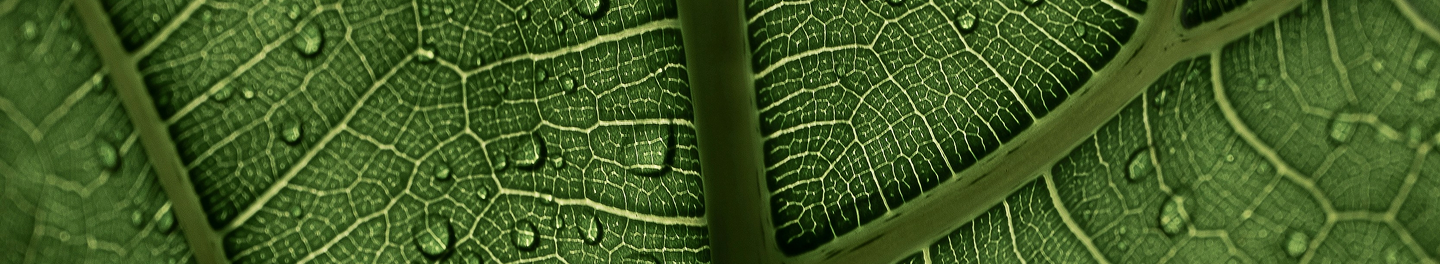 Imaxe de fondo
