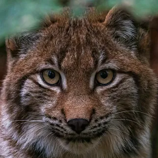 Proyecto Lynx: IA para una información pública más accesible