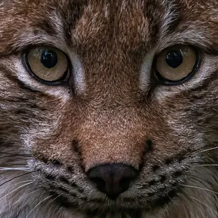 Lynx