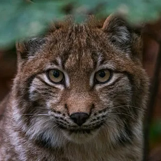 Proyecto Lynx: IA para una información pública más accesible