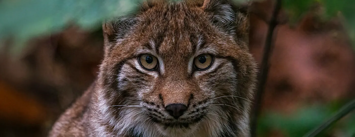 lynx
