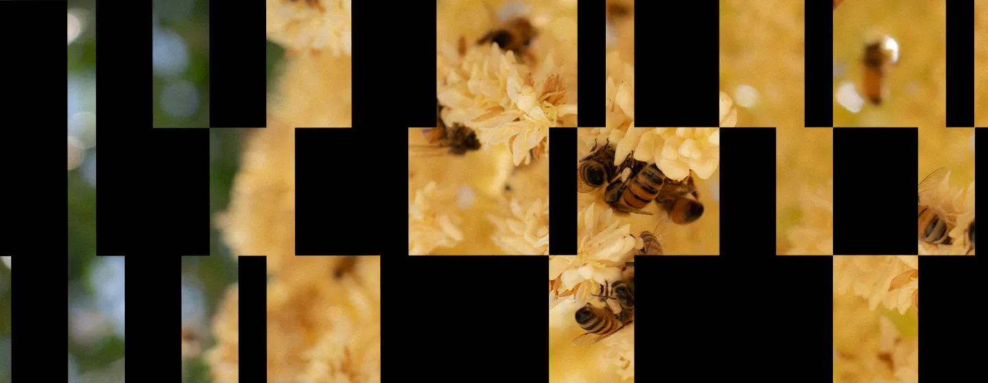 abejas