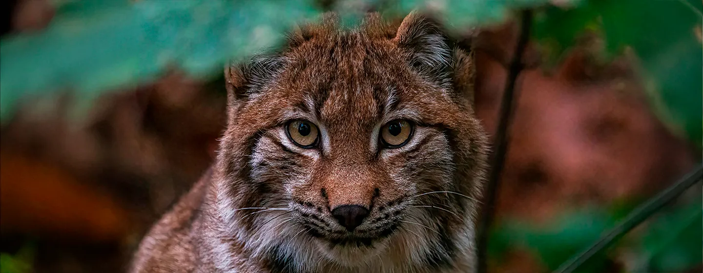 lynx