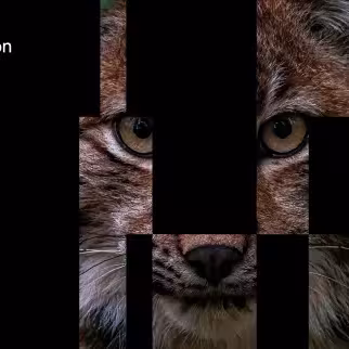 Webimar Lynx