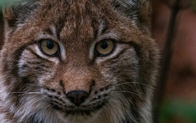 LYNX: inteligencia artificial para entender mejor tu información